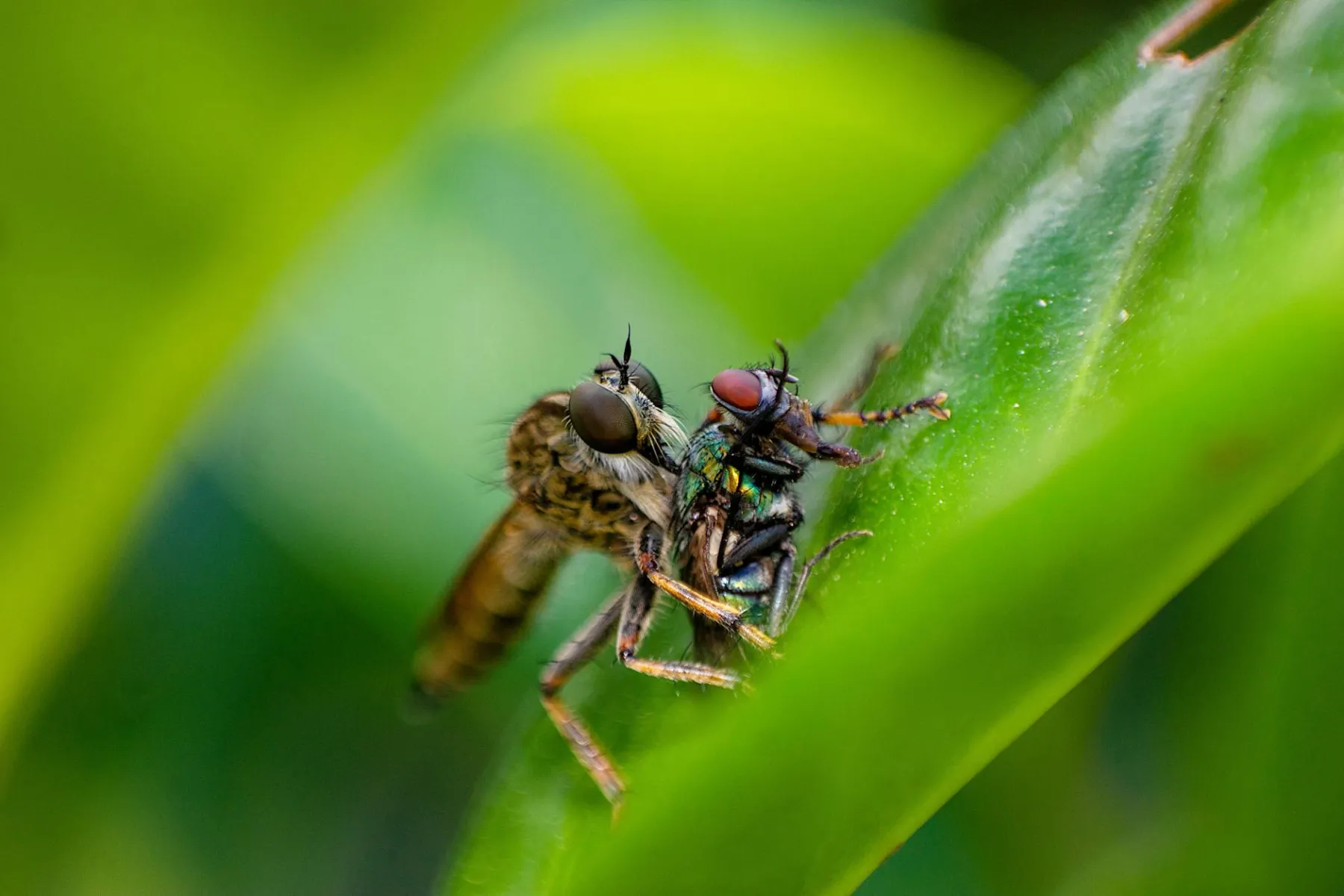 Fotografia makro owada z dużym powiększeniem