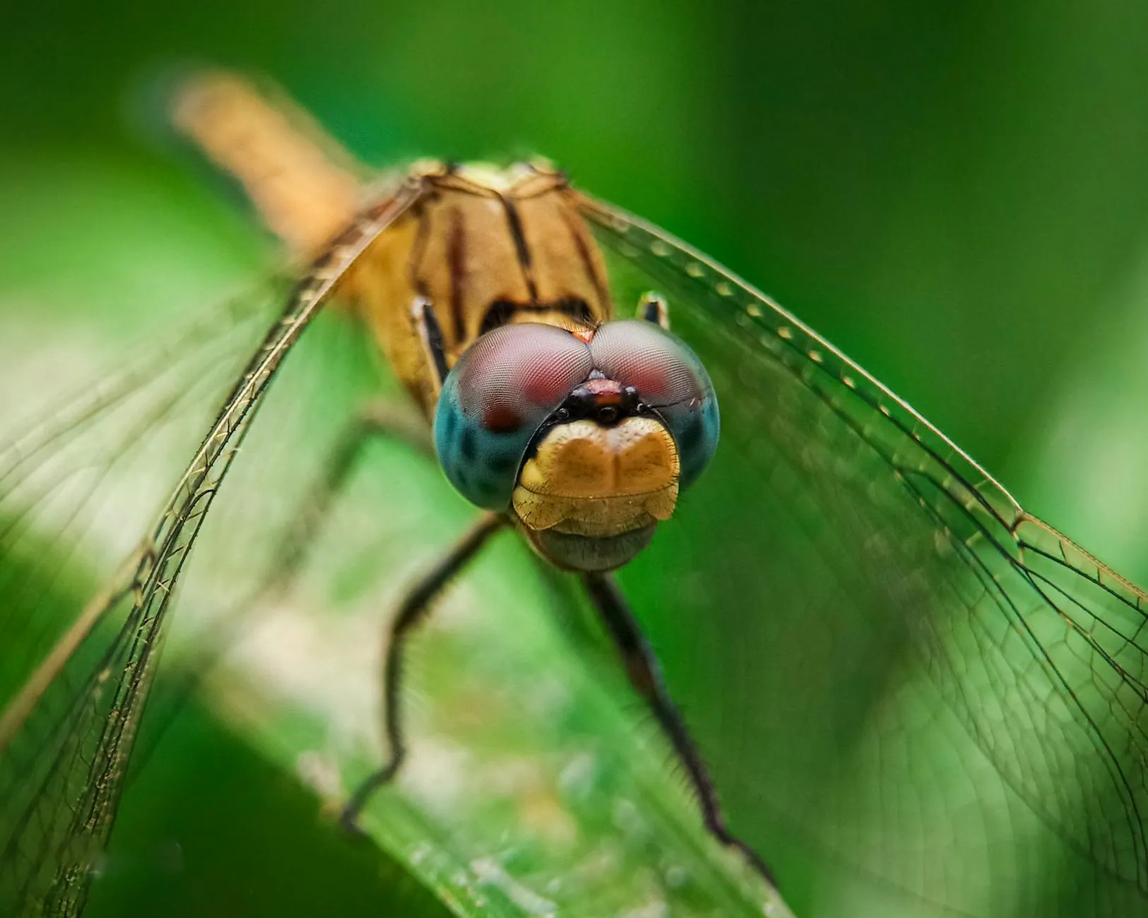 Fotografia makro 2026 — sprzęt, technika, focus stacking