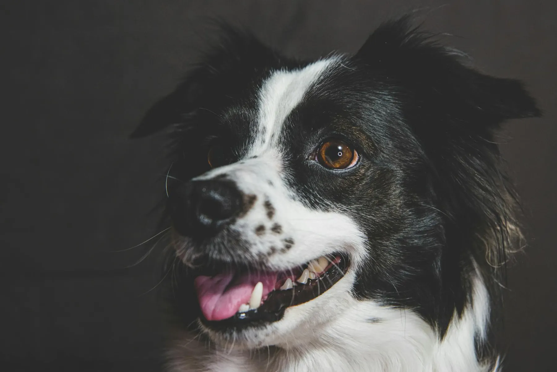 Fotografia zwierząt 2026 — pet photography (cennik + sprzęt)